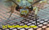 /home//u458753944/public_html/sourcegallery//////////////////////Insects and small critters/fishflies and dobsonflies (Megaloptera)/P1070799.JPG